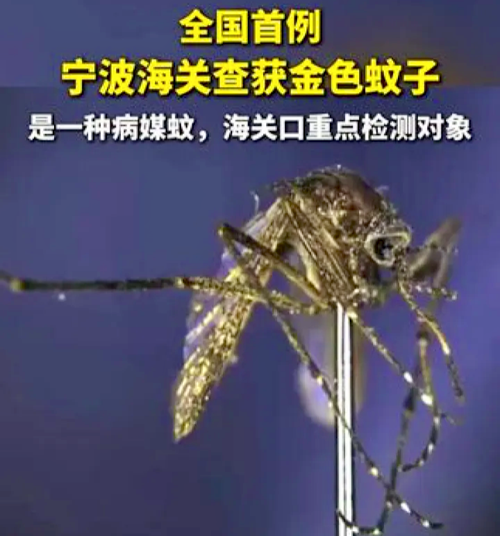 杭州疫情,杭州疫情蚊子